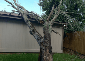 A stump, 77301 TX with tapered Conroe falling tree