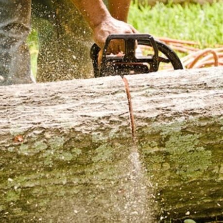 Professional arborist performing expert tree service outdoors today.